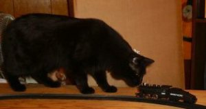 percy & train.jpg