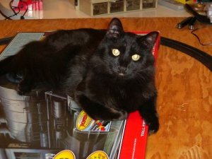 percy likes box.jpg