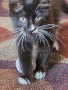 20160825_6996 (480x640).jpg