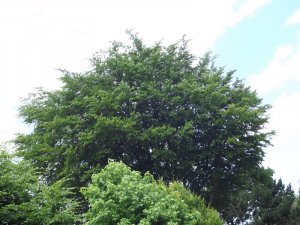 DSCF7369.jpg