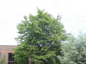 DSCF7407.jpg