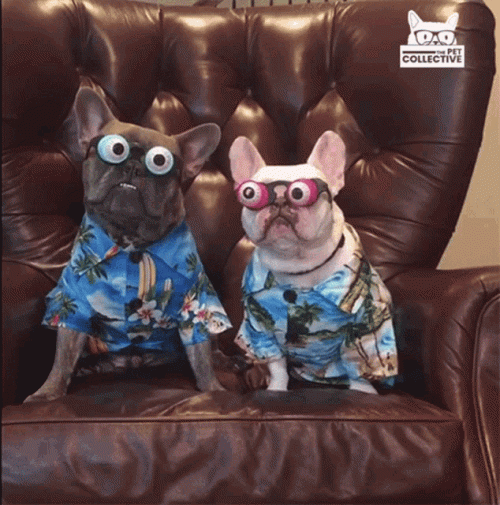 eye-popping-glasses-watcha-lookin-at.gif