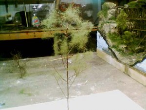 weed2f.jpg