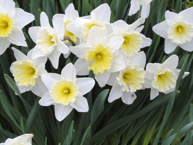 narcissus_flowers-1969530068.jpg