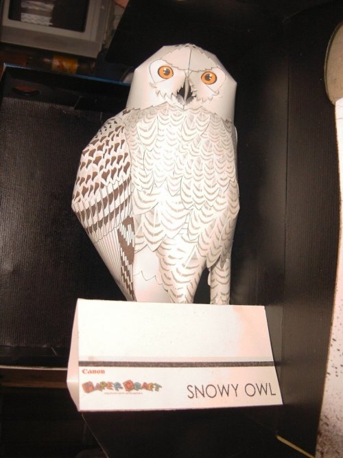 20081130001342-27181-full.jpg