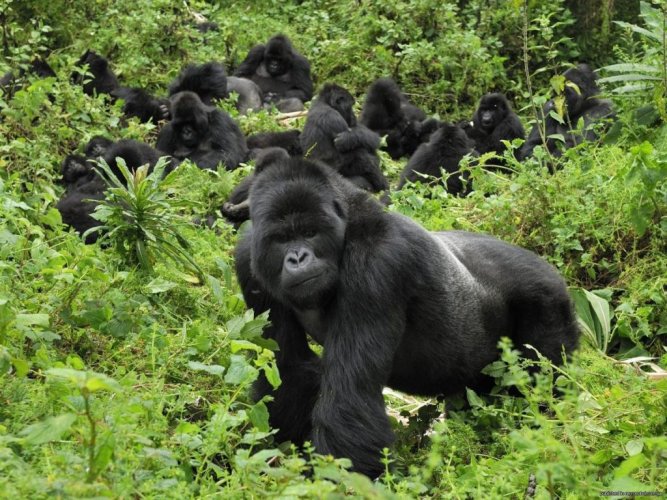 Gorillas-in-Mgahinga-1024x768-1.jpg