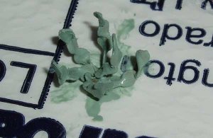 cactus6.jpg