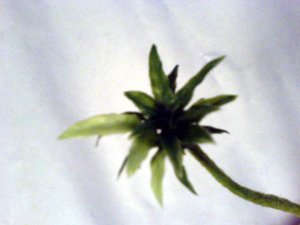 palme7.jpg