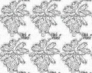 del monte image 017.JPG
