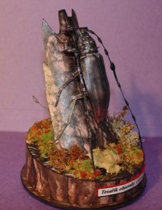 beetle 020.jpg