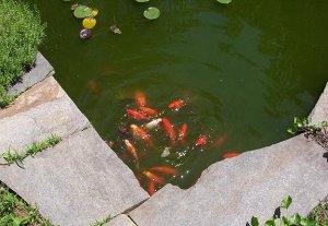 fish.jpg
