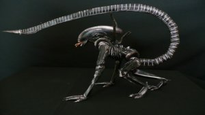 Xeno1.jpg
