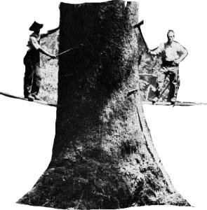 2ontree.jpg