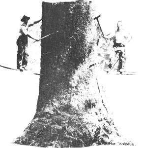 2ontreebrtconadj.jpg