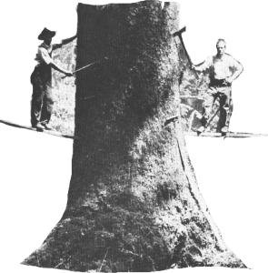 2ontreebrtconadjfix.jpg