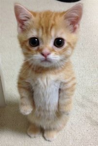 kitten-kittens-34932031-500-742.jpg