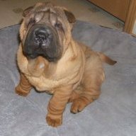bulldogowner