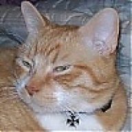 The Cat